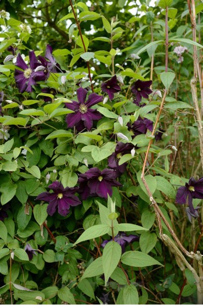 Клематис Романтика|Clematis Romantika|Клематис Романтика